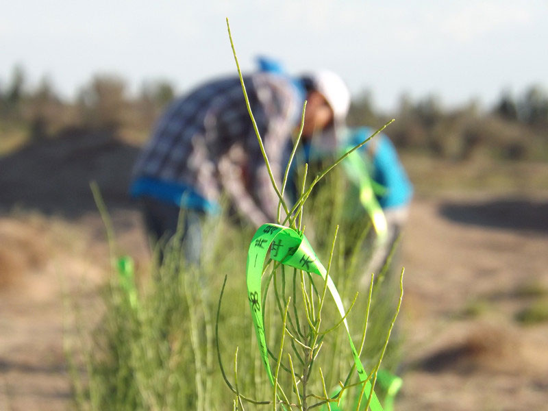 7��14�����磬��ҁ��������֌���ٛ(z��ng)�ߵľG�z��ϵ��������������ͽz����ꖹ����ҫ���W���Gɫ�Ĺ�â��