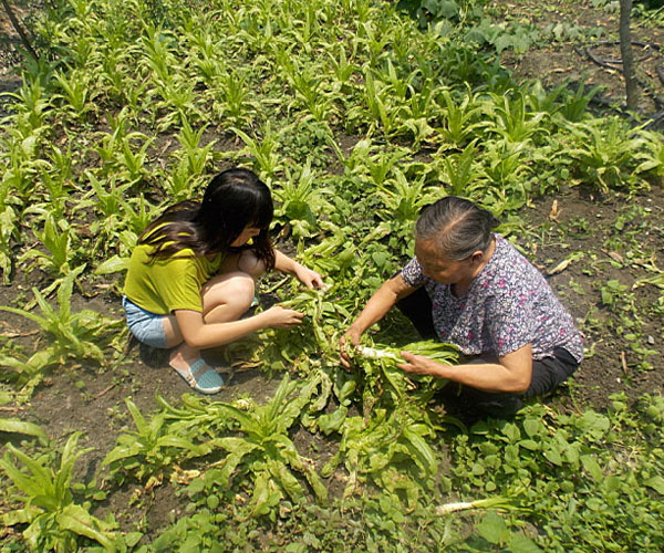 ��������æ�_�y��ժ�Ĳ˲��ϸ�ժ��Ч�ʵ�����(j��ng)�^������Ϥ��ָ��(d��o)���ܿ�꠆T���M���ˠ�B(t��i)��