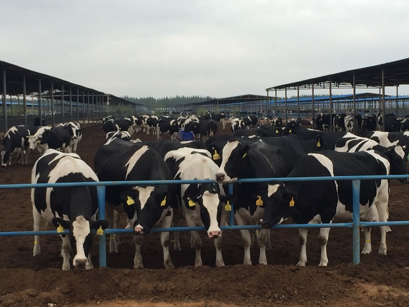 ���w��ɳĮ�ｨ�O(sh��)����ţ����