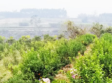 �������ܵ��l(xi��ng)�����ǰ���ӷ��s����������ؚ�F����С����ͨ�^���������(y��u)���Ľ�(j��ng)�����䣬��׃��ؚ�F��ò������̽۴��S�գ���ɵ��r(n��ng)��@�����S������롭