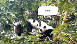 �L�L��̫�ɐ�����С��ȫ�̡���ĸЦ����