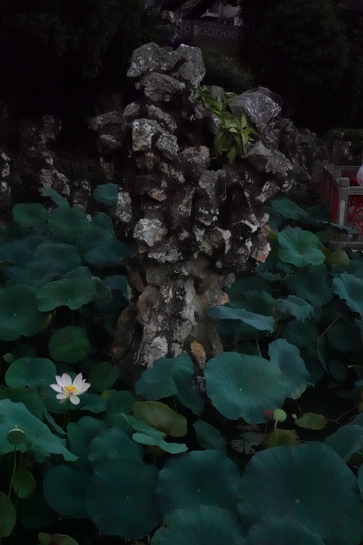 盧廉若公園的假山石。人民網(wǎng) 唐佳 攝