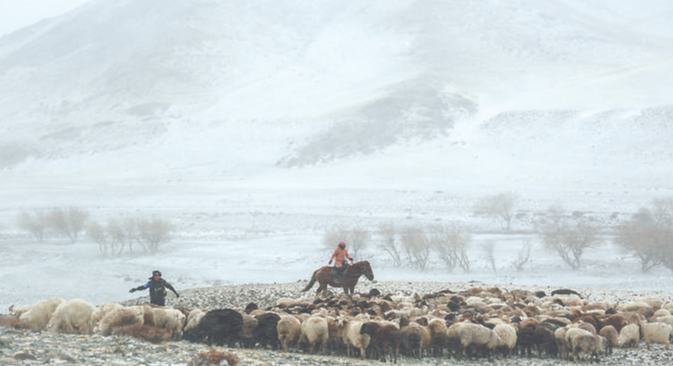 風(fēng)雪轉(zhuǎn)場(chǎng)路 護(hù)牧情更濃