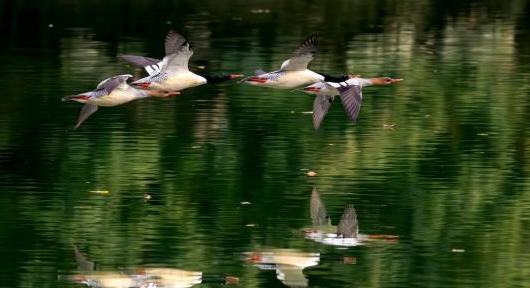 福建：中華秋沙鴨如期而至